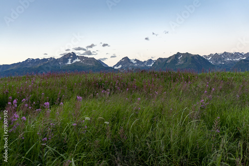 fireweed and sunset