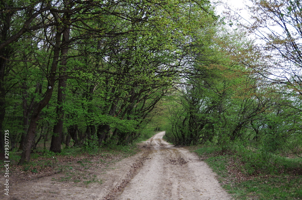 Fototapeta premium Natural Path