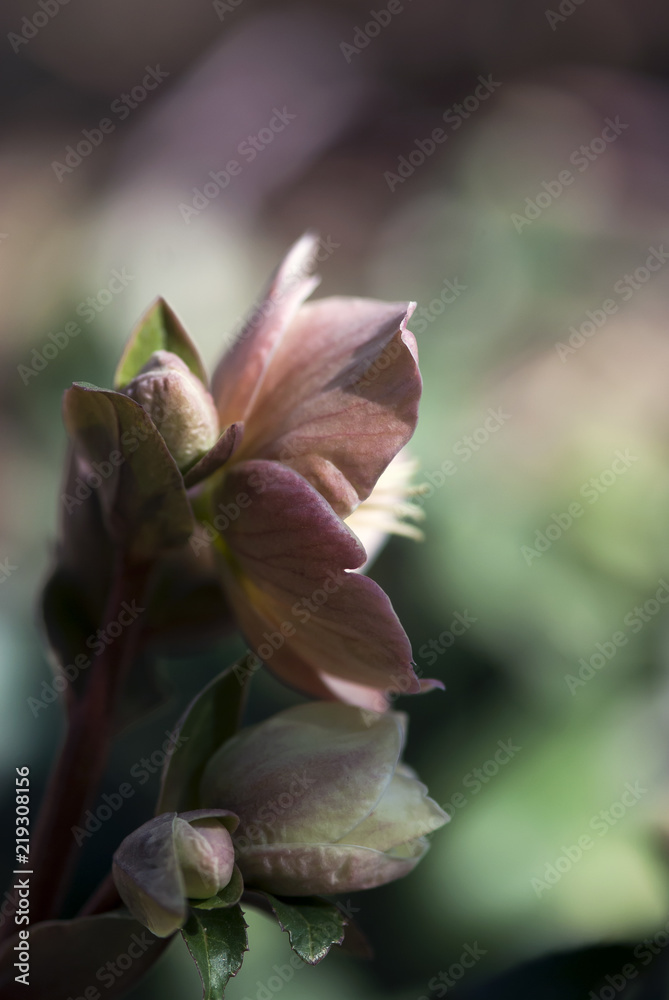 Obraz premium Pink Hellebore Flower