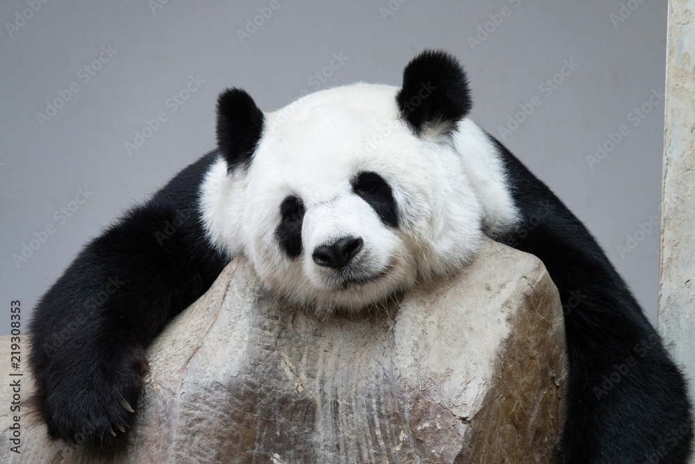 Fototapeta premium Giant panda bear sleeping on the rocks.