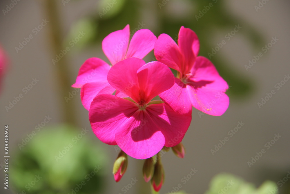 Fototapeta premium coleccion