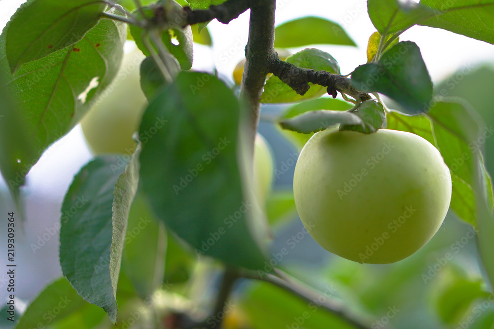 Apple tree close-up. Fruits grow in the natural environment. an ecological product for vegetarians. Stock Photo for design Apple tree close-up. Fruits grow in the natural environment. an ecological product for vegetarians. Stock Photo for design