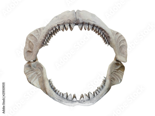 Real jaws of Carcharodon Megalodon photo
