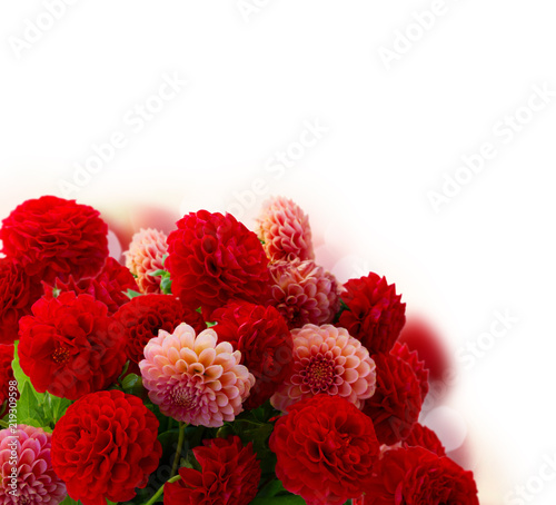Fototapeta Naklejka Na Ścianę i Meble -  Dahlia red and pink flowers bouquet over white background
