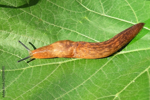 Orange slug on the green leaves background, closeup