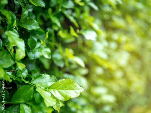 Close Up nature view of green leaf on blurred greenery background in garden  background natural green plants landscape  wallpaper concept with copy space using as background
