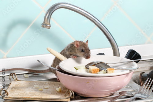 Young rat (Rattus norvegicus) climbs into the dish with the leftovers of food on a plate on sink at the kitchen. Fight with rodents in the apartment. Extermination.