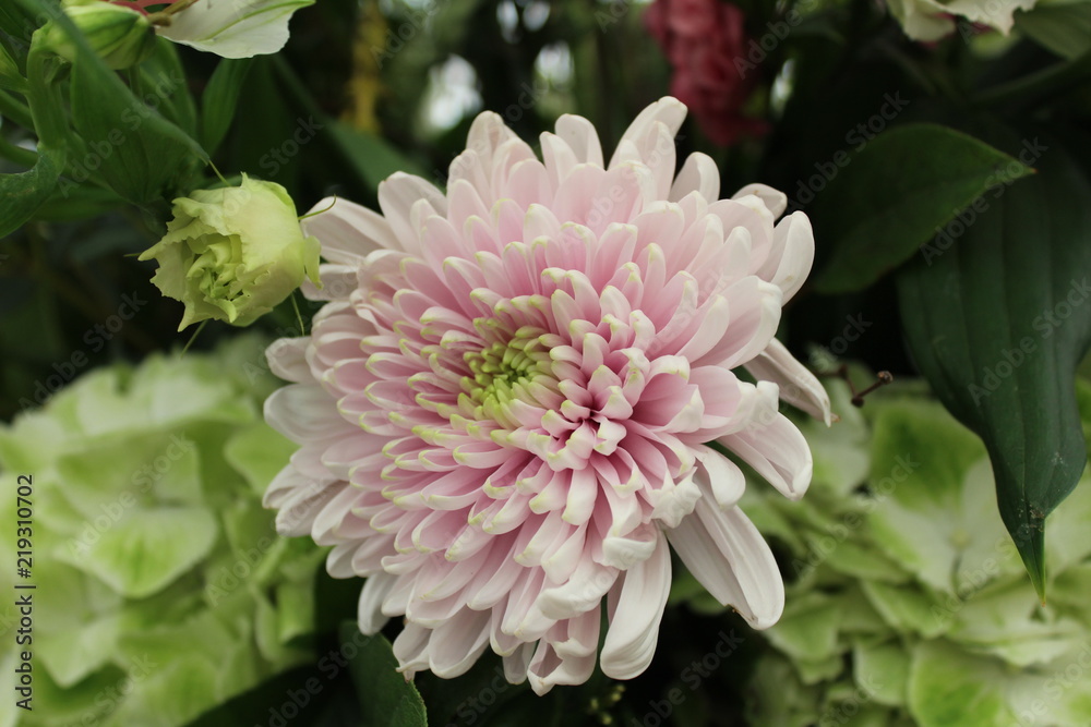 Flower Flower