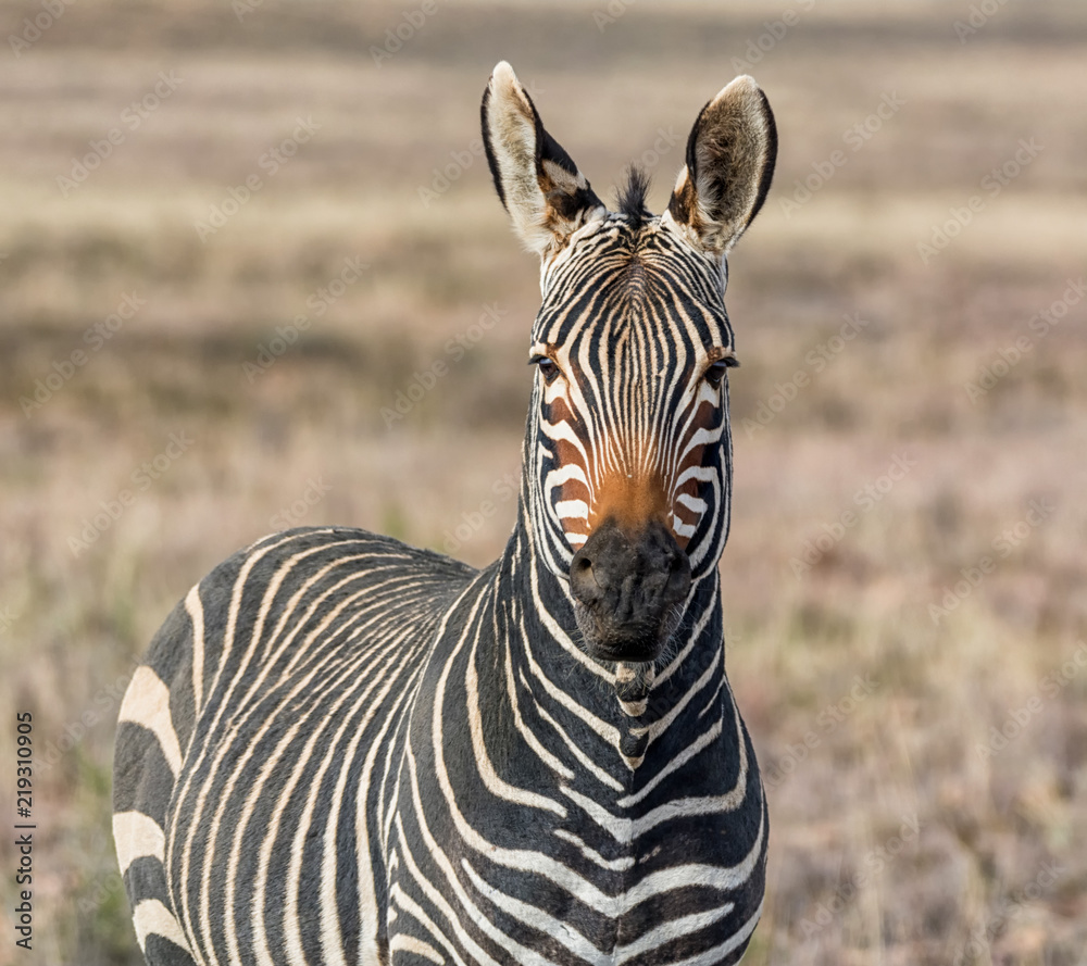 Naklejka premium Zebra Portrait