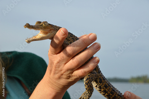 Babykrokodil in der Hand Crocodylia