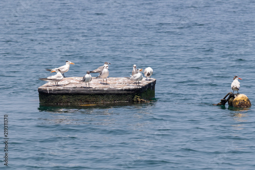 Seagull photo