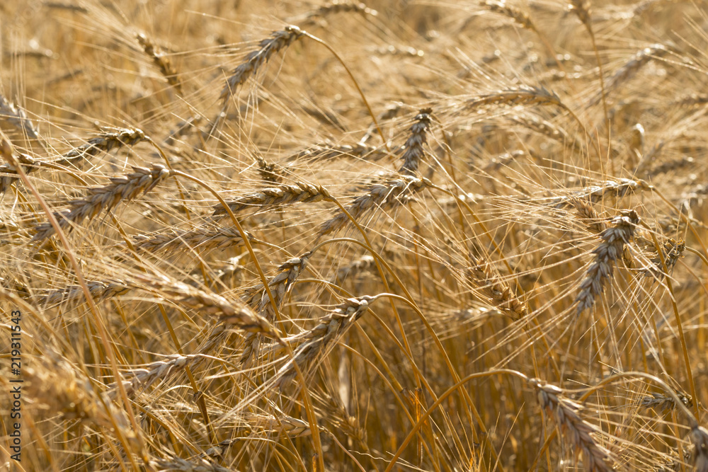 Fototapeta premium Wheat field illuminated by rays of the setting sun
