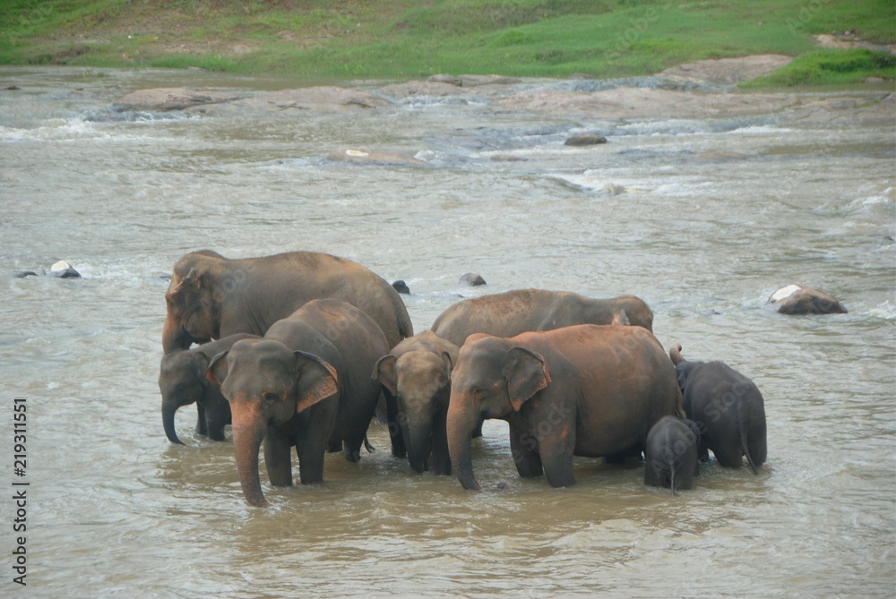 Fototapeta premium Herd of elephants bathing in the river