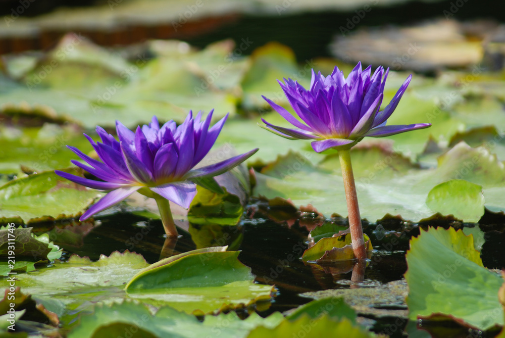 Seerose, Seerosenteich, Seerosenblätter, Blüte blau, lila, Teich