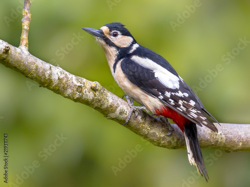 Great Spotted Woodpecker in tree © creativenature.nl