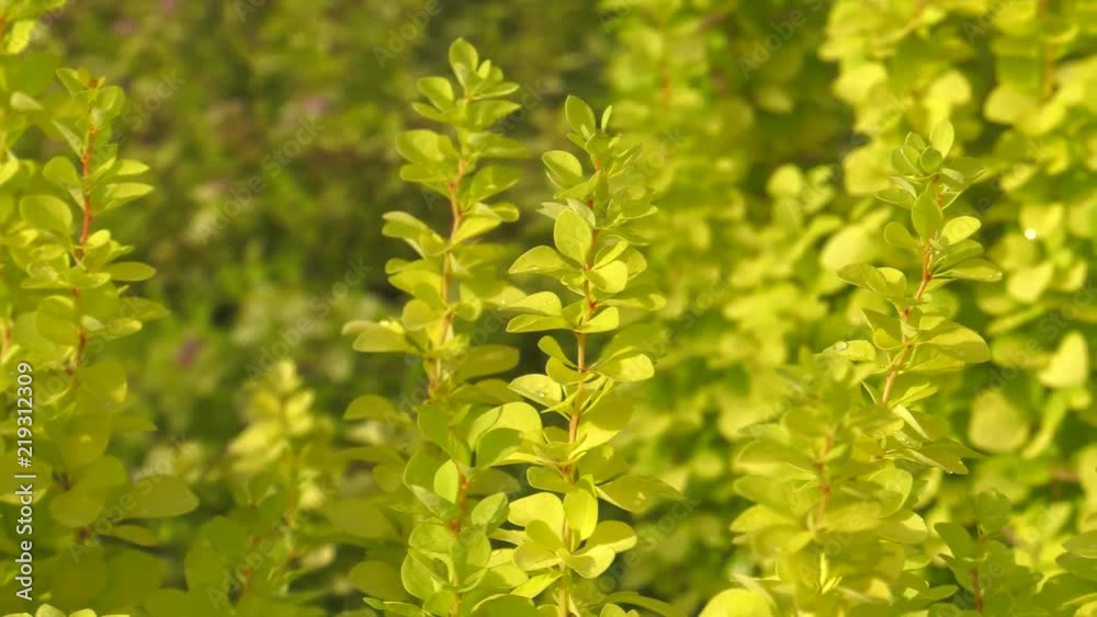 Yellow flowers. Green leaves. In the shade. Panning,Closeup, Yellow flowers. Green leaves. In the shade. Panning,Closeup,
