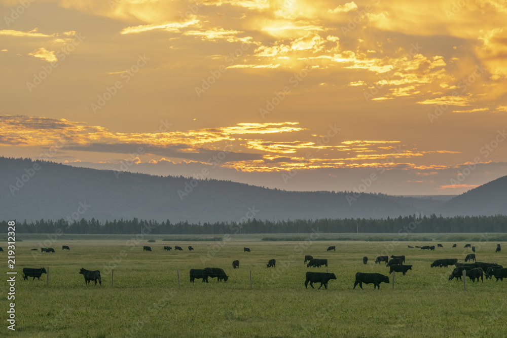 Cattle farm at Sunset Sunrise in Island Park Idaho Cattle farm at Sunset Sunrise in Island Park Idaho