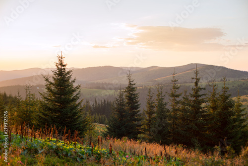 landscape mountains in europe, beautiful spruce trees