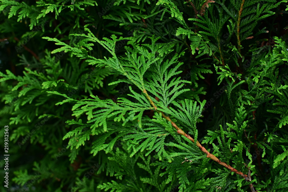 Close-up of thuja hedge background Close-up of thuja hedge background