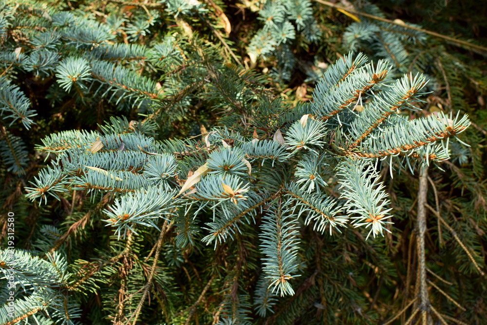 texture of the twigs and needles blue spruce in the park