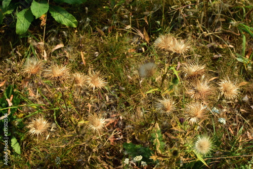 dry thistle Carduus on an autumn meadow