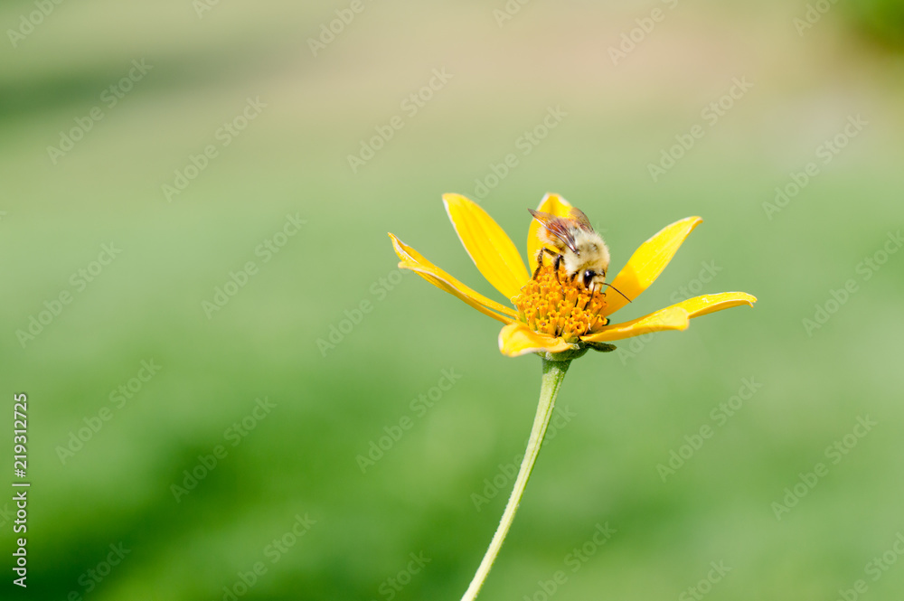 Bee on a flower Bee on a flower