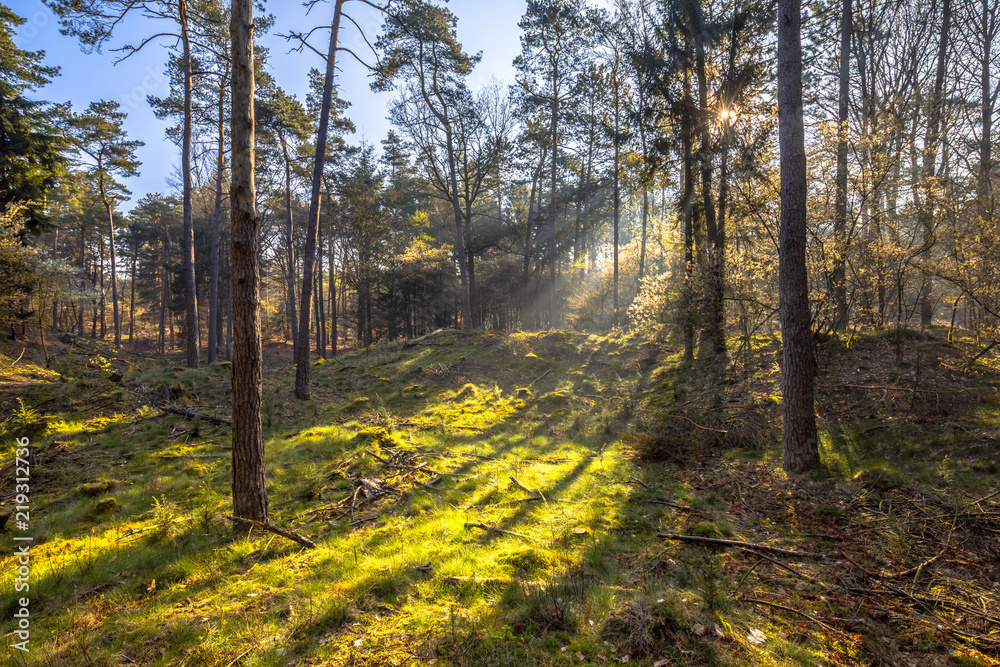 Fototapeta premium Sun shining through forest trees on early morning
