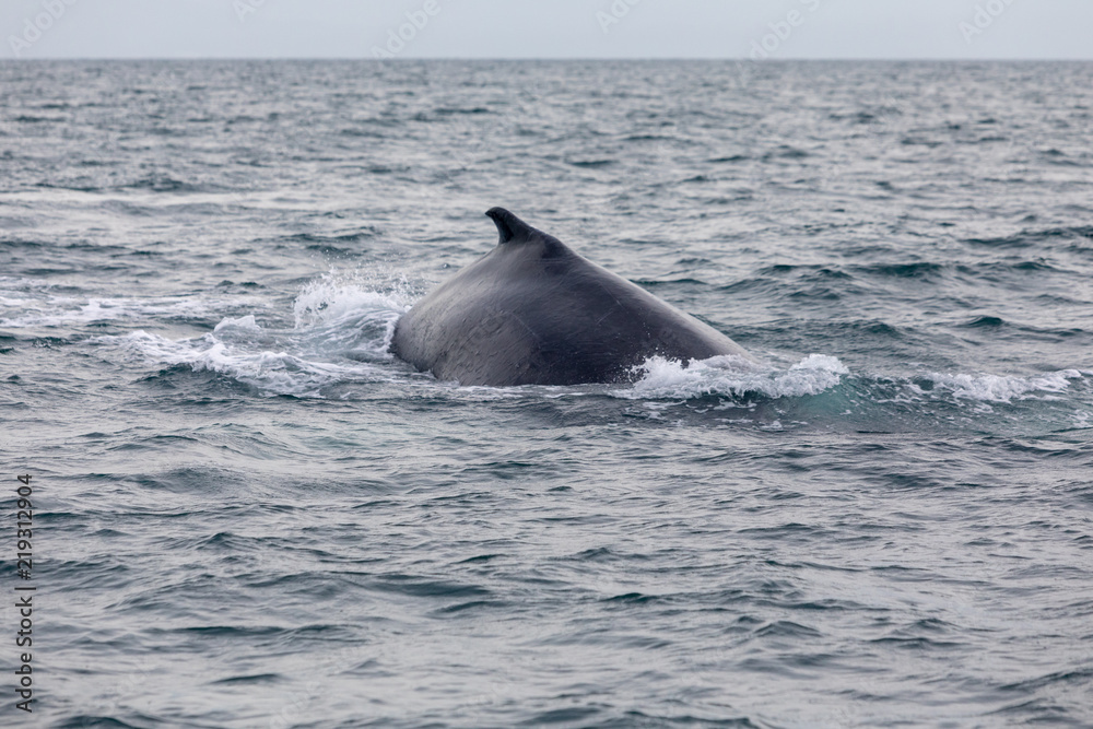 Humpback whale in Panamá - Pacific Ocean Humpback whale in Panamá - Pacific Ocean