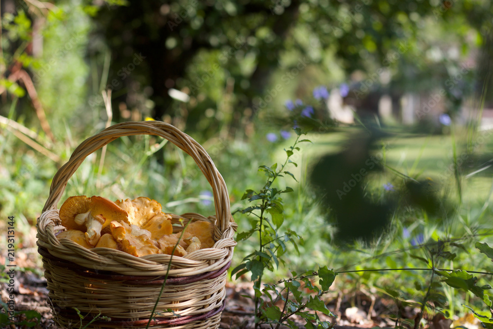 basket of chanterelle mushroomsin the nature basket of chanterelle mushroomsin the nature