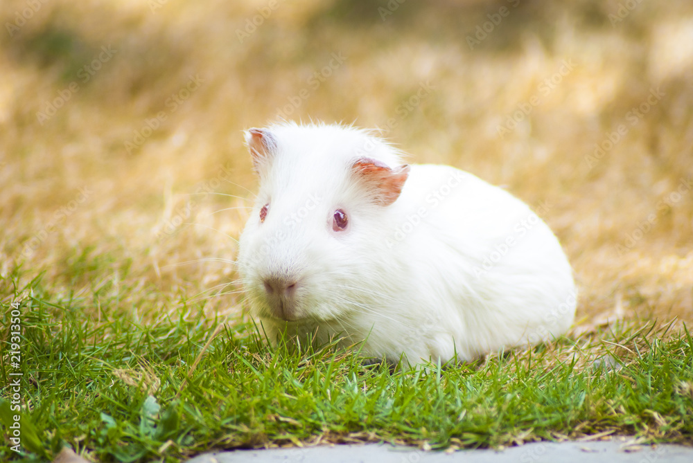 White Guinea pig sitting in green and yellow grass White Guinea pig sitting in green and yellow grass