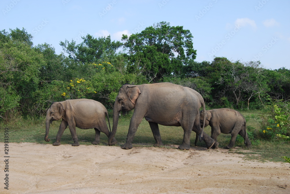 Photo of asian elapahnt cow with two calfs Photo of asian elapahnt cow with two calfs