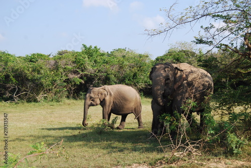 Photo of asian elapahnt cow with two calfs