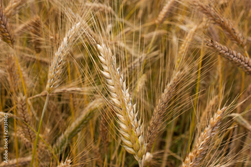 Background from the ears of ripe wheat.