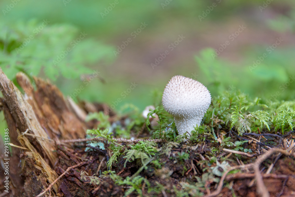 Vescia bianca Lycoperdon perlatum Vescia bianca Lycoperdon perlatum