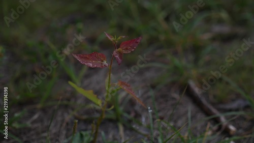 Watering small tree sapling photo