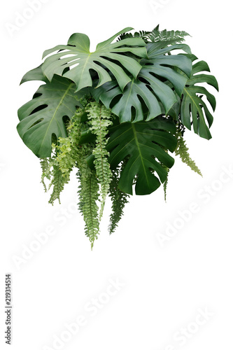 Tropical foliage plant bush of Monstera and hanging fern green leaves floral arrangment nature backdrop isolated on white background, clipping path included.