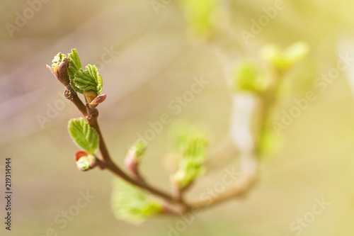 Young green buds and leaves blossoming on the branches of a tree.