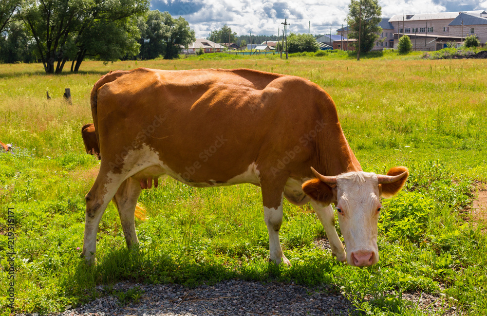 Cow on a green summer pasture. Portrait of a white and red-haired cow. Heifer is grazing in a on the sunny meadow in village Cow on a green summer pasture. Portrait of a white and red-haired cow. Heifer is grazing in a on the sunny meadow in village
