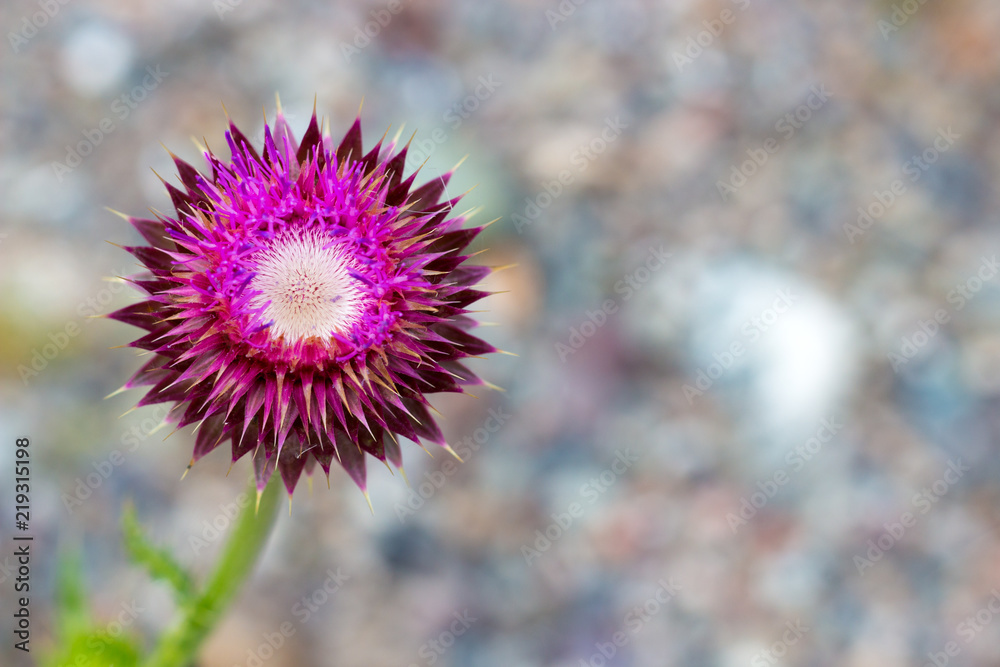 Prickly purple Thistle flower on blurred natural background. View from above. Prickly purple Thistle flower on blurred natural background. View from above.