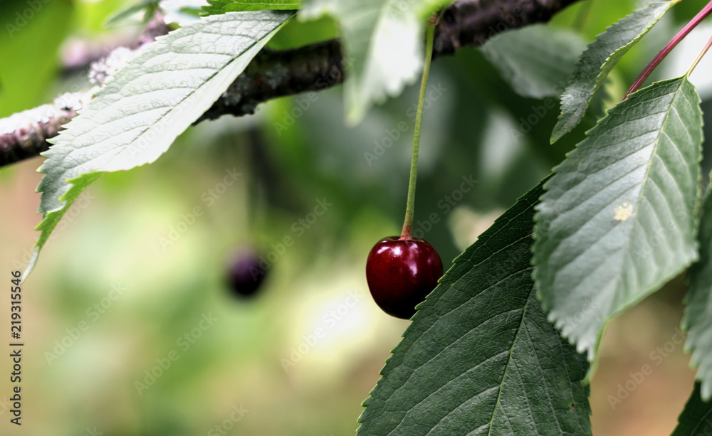 Cherry on a branch among the green leaves. Cherry on a branch among the green leaves.