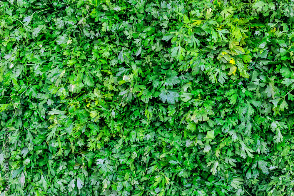 parsley, green onions, coriander, basil on the market. background of greenery of salads. parsley, green onions, coriander, basil on the market. background of greenery of salads.