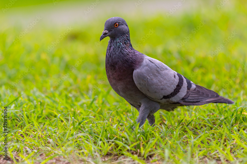 Pegion (Columba livia) in a park of Thailand, common bird; sometime may causes of bird-flu Pegion (Columba livia) in a park of Thailand, common bird; sometime may causes of bird-flu