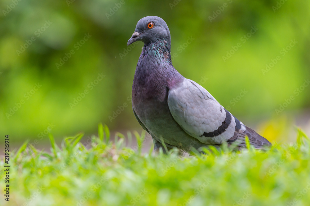 Pegion (Columba livia) in a park of Thailand, common bird; sometime may causes of bird-flu Pegion (Columba livia) in a park of Thailand, common bird; sometime may causes of bird-flu