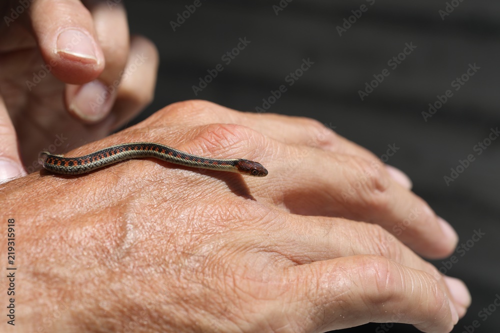 Fototapeta premium Young striped snake on a male hand.