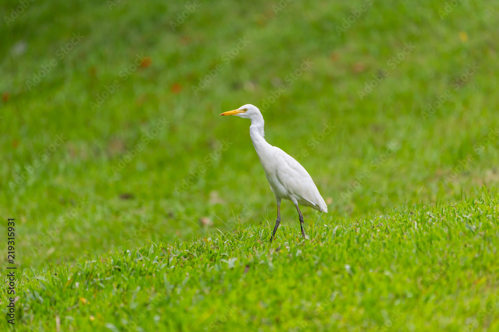Little Egret spotted in Thailand looking for food Little Egret spotted in Thailand looking for food