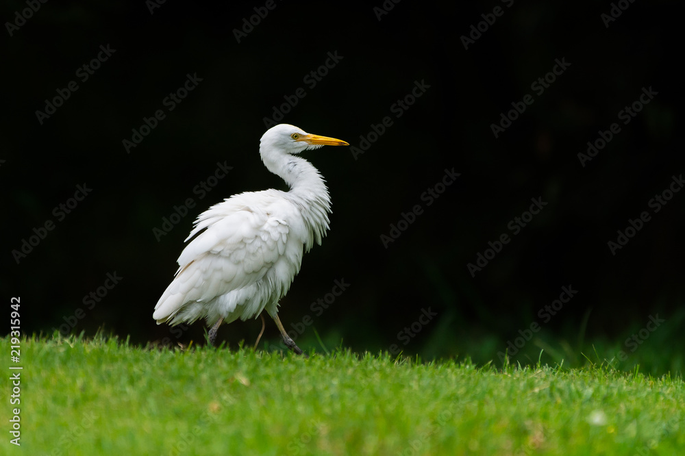 Fototapeta premium Little Egret spotted in Thailand looking for food
