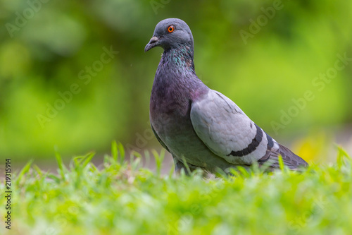 Pegion (Columba livia) in a park of Thailand, common bird; sometime may causes of bird-flu