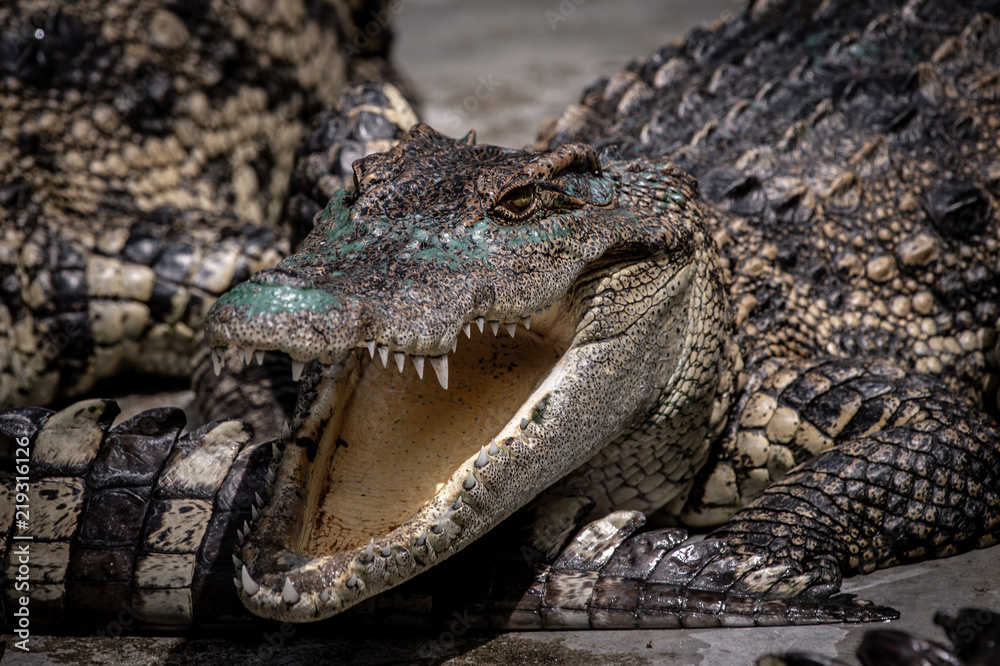 Naklejka premium Portrait of freshwater Crocodile in a farm in Thailand, Phuket Crocodile farm, feeding the Crocodylus with raw chicken, it is one of the tourist attraction in Phuket