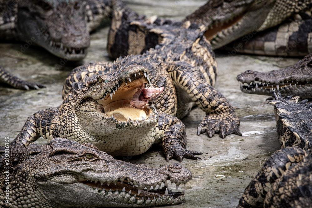 Naklejka premium Portrait of freshwater Crocodile in a farm in Thailand, Phuket Crocodile farm, feeding the Crocodylus with raw chicken, it is one of the tourist attraction in Phuket