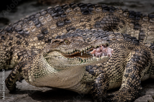 Portrait of freshwater Crocodile in a farm in Thailand  Phuket Crocodile farm  feeding the Crocodylus with raw chicken  it is one of the tourist attraction in Phuket